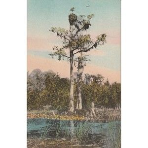 Osprey Fish Hawk Nest Cypress Tree Wakulla Springs FL Post Card Handcolored